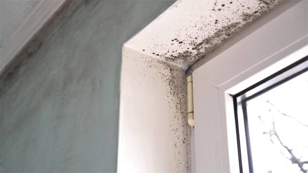 Best Toxic Mold Removal  in Fort Totten, ND