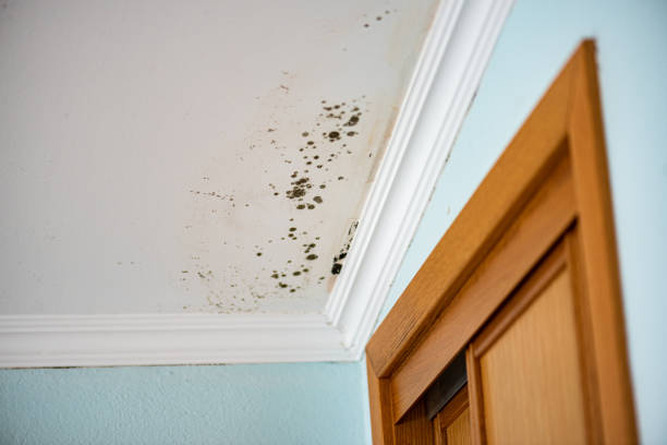 Best Mold Remediation  in Fort Totten, ND