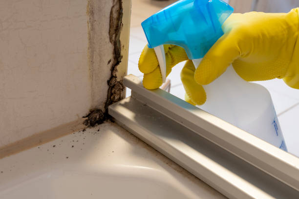 Best Office Mold Removal Services  in Fort Totten, ND