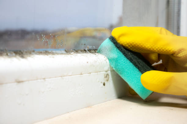 Best Mold Removal Near Me  in Fort Totten, ND