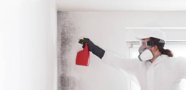 Best Mold Removal Company Near Me  in Fort Totten, ND