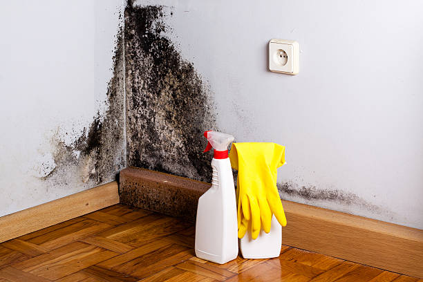 Best Black Mold Removal  in Fort Totten, ND