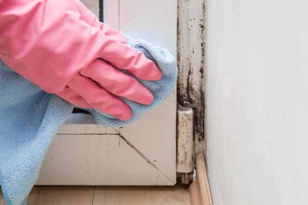 Best Local Mold Removal Service  in Fort Totten, ND