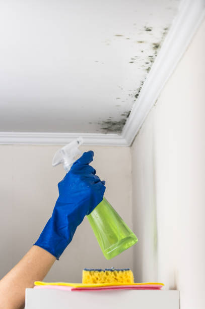 Best Mold Cleaning Services  in Fort Totten, ND